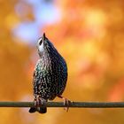  Ich bin der Star unter den Staren...( Sturnus vulgaris) 