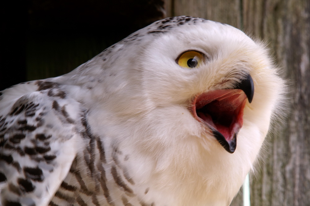 Ich bin der "Vogelflüsterer"...