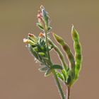 Ich bin der Vogelfuß (Ornithopus perpusillus),