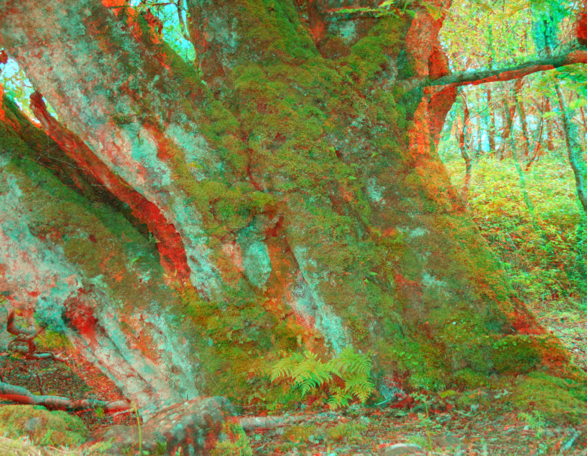 Ich bin der Wald [3D]