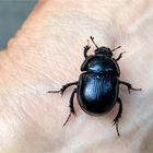 Ich bin der Waldmistkäfer (Anoplotrupes stercorosus) aus der Dresdener Heide