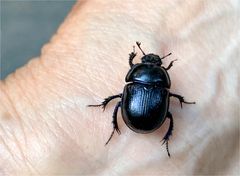 Ich bin der Waldmistkäfer (Anoplotrupes stercorosus) aus der Dresdener Heide