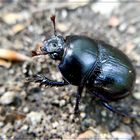 Ich bin der Waldmistkäfer (Anoplotrupes stercorosus)