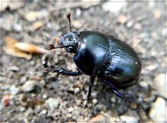 Ich bin der Waldmistkäfer (Anoplotrupes stercorosus)