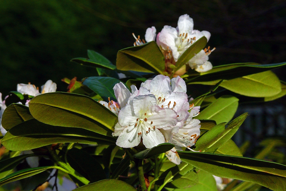 Ich bin der Weihnachts Rhododendron