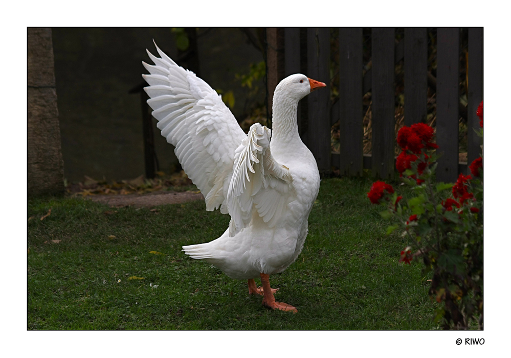 ich bin der Weihnachtsengel und komme bald zu Euch.....