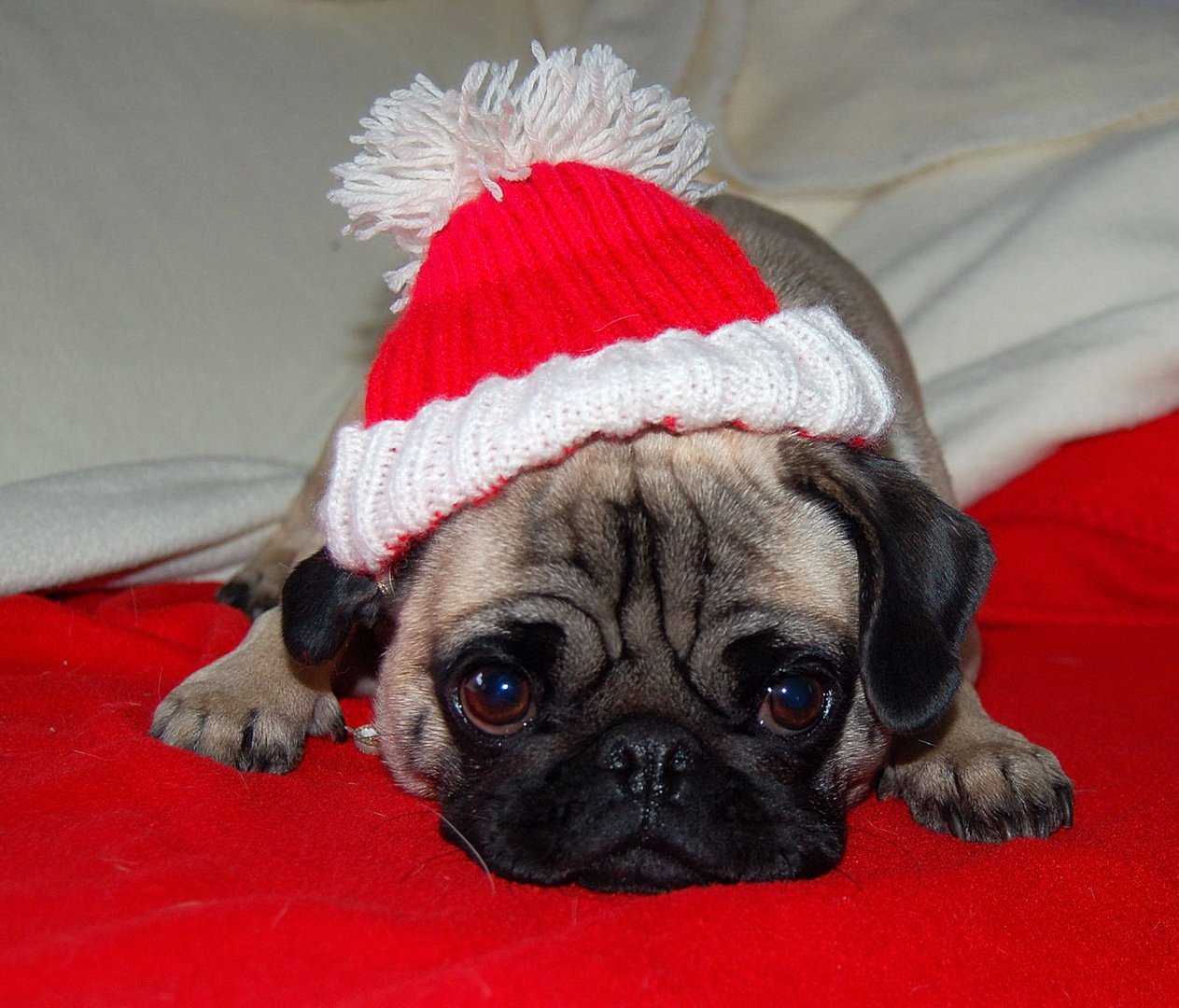 Ich bin der Weihnachtsmann Foto & Bild | tiere, haustiere, hunde Bilder