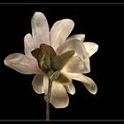 Ich bin die attraktive Rückseite einer Sternmagnolie – Magnolia stellata