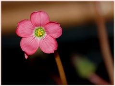 ich bin die Blüte vom Glück