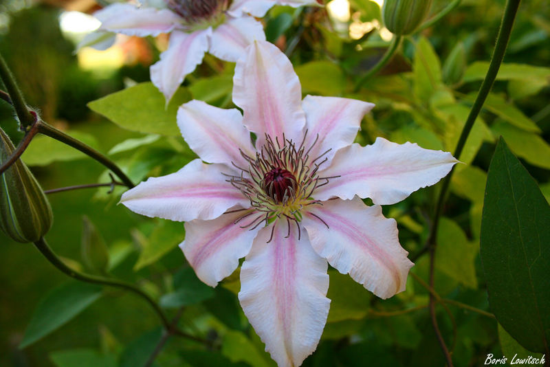 Ich bin die erste Blüte