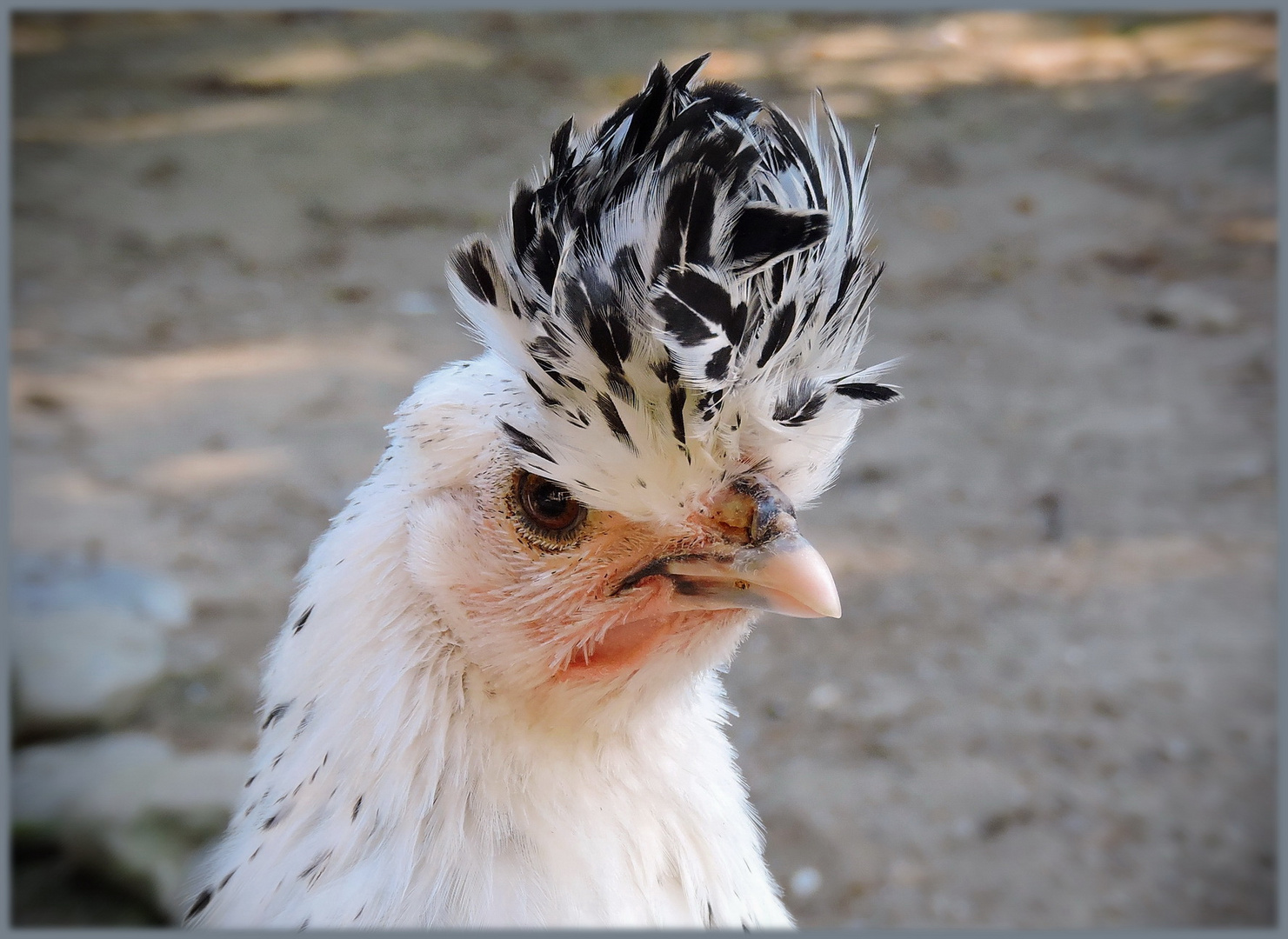  " ich bin die fesche Lola