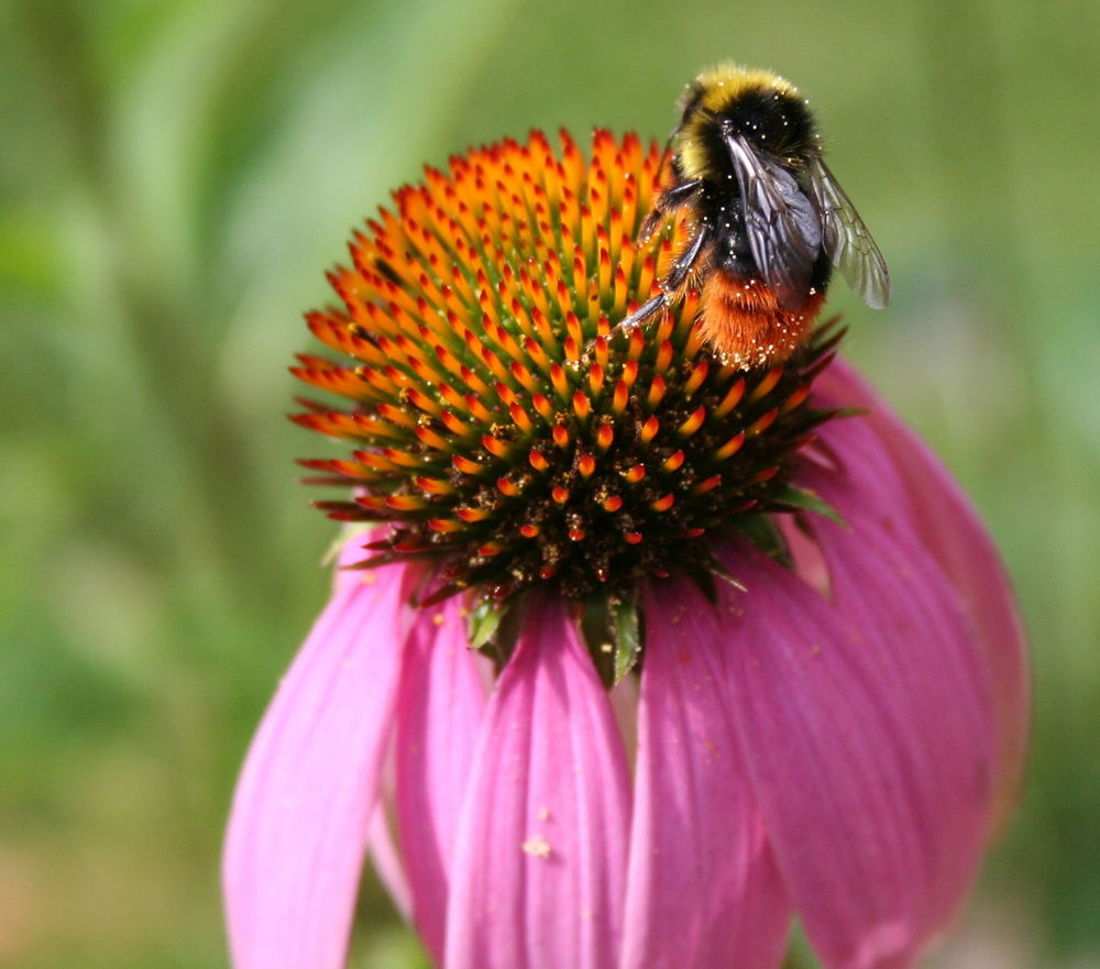 Ich bin die Frau Hummel