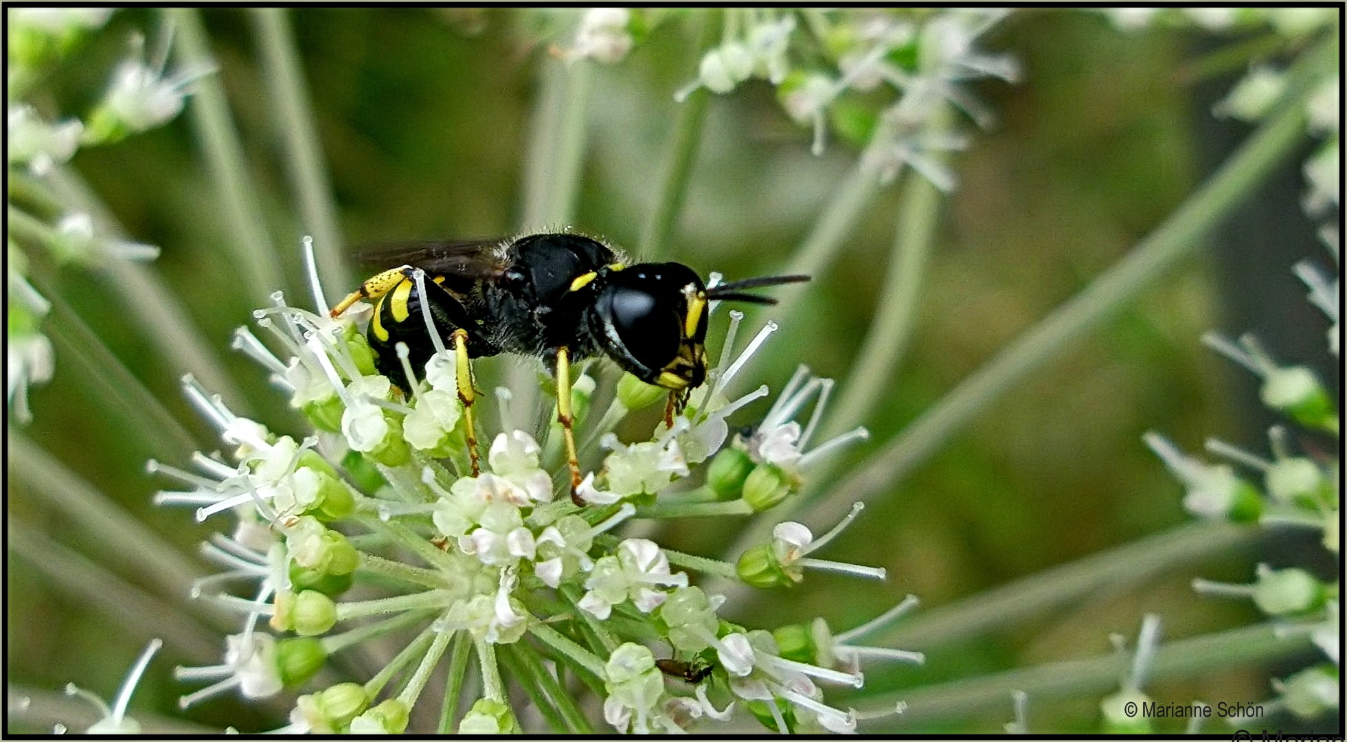 Ich bin die ...Grabwespe...Ectemnius cavifrons...