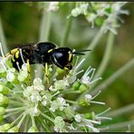 Ich bin die ...Grabwespe...Ectemnius cavifrons...