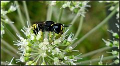 Ich bin die ...Grabwespe...Ectemnius cavifrons...