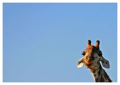 Ich bin die hübsche Susi vom Etosha Park