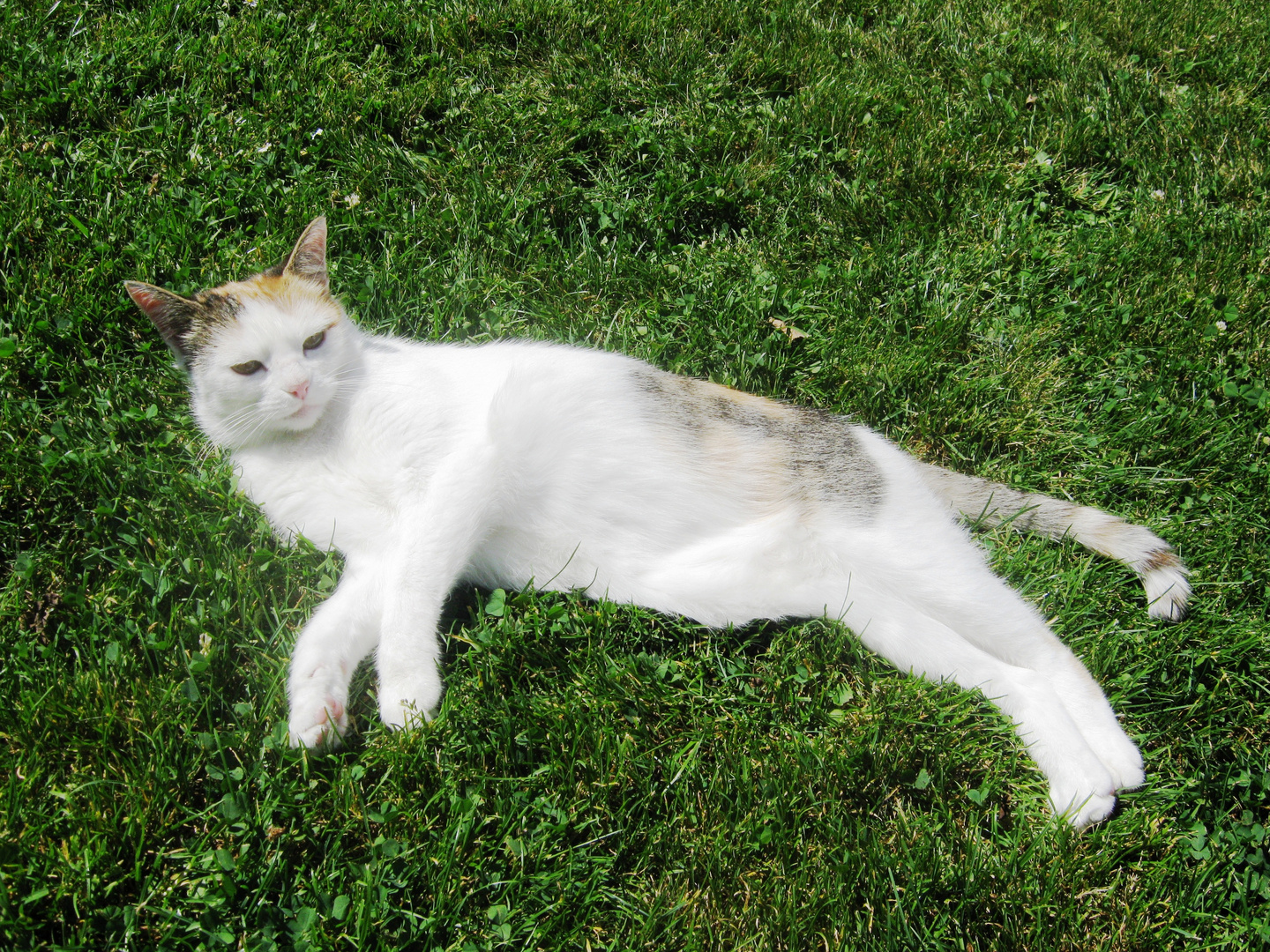 "Ich bin die längste Katze der Welt" ..