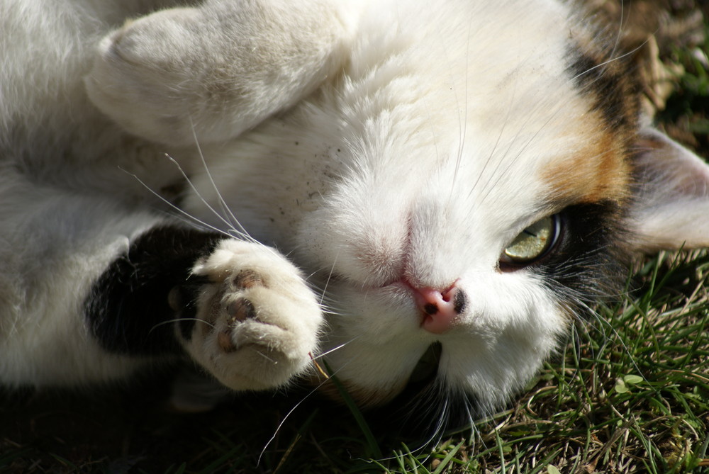 Ich bin die liebste Katze überhaupt!