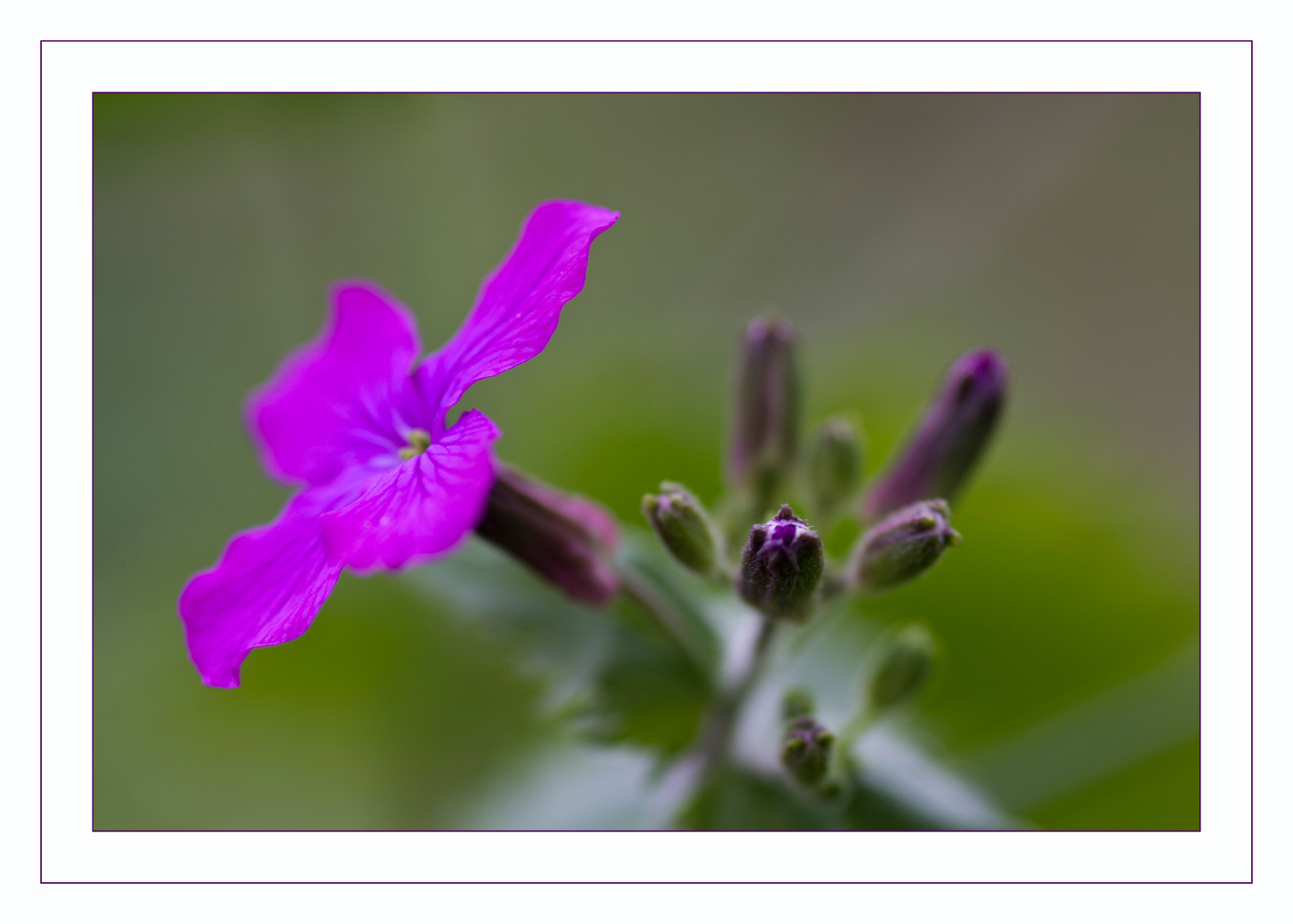 Ich bin die nächste Blüte