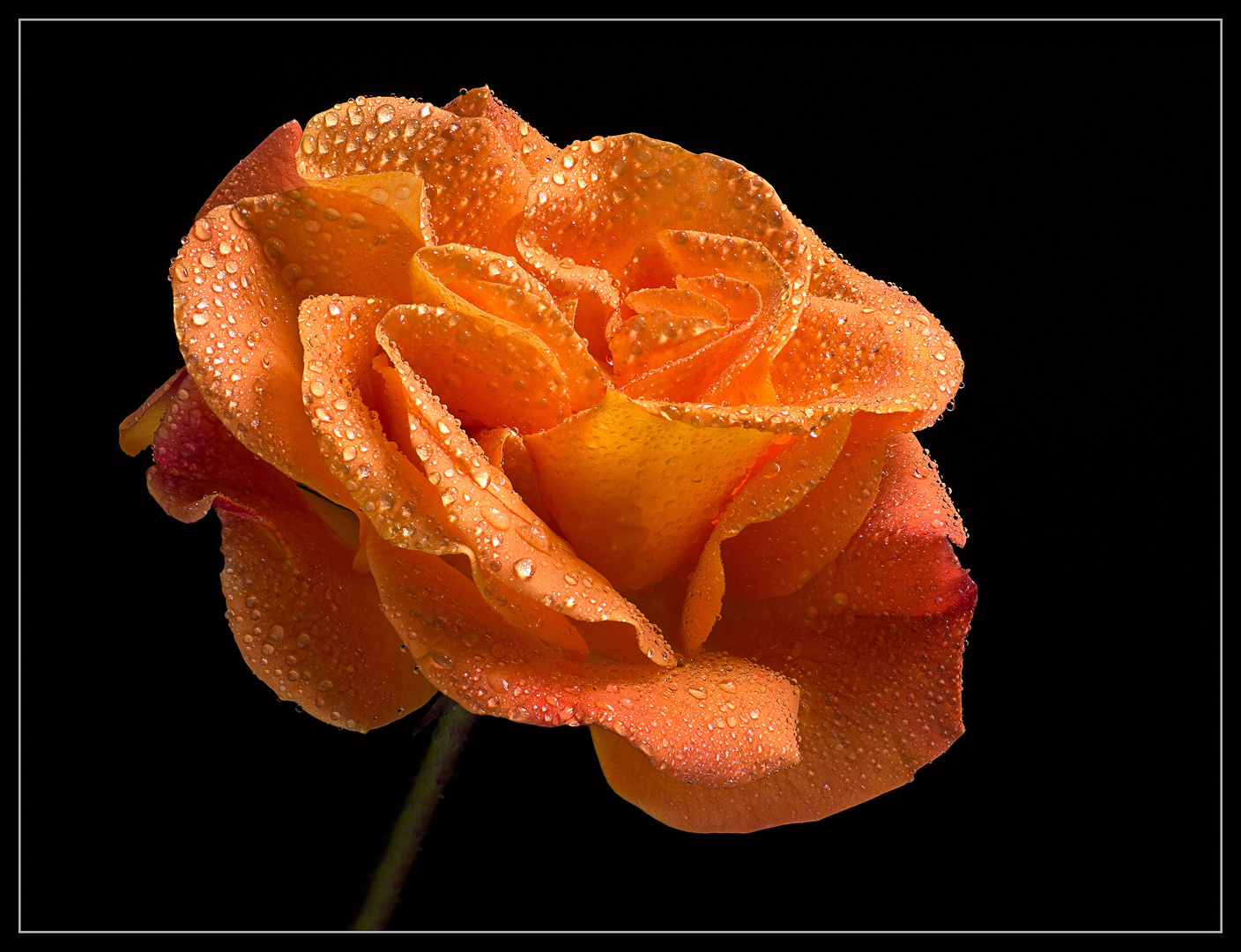 Ich bin die Rose Westzeit .. nach einem künstlichen Regenschauer