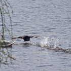 ich bin die schnellste ente in dännemark