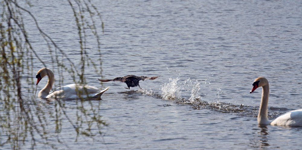 ich bin die schnellste ente in dännemark