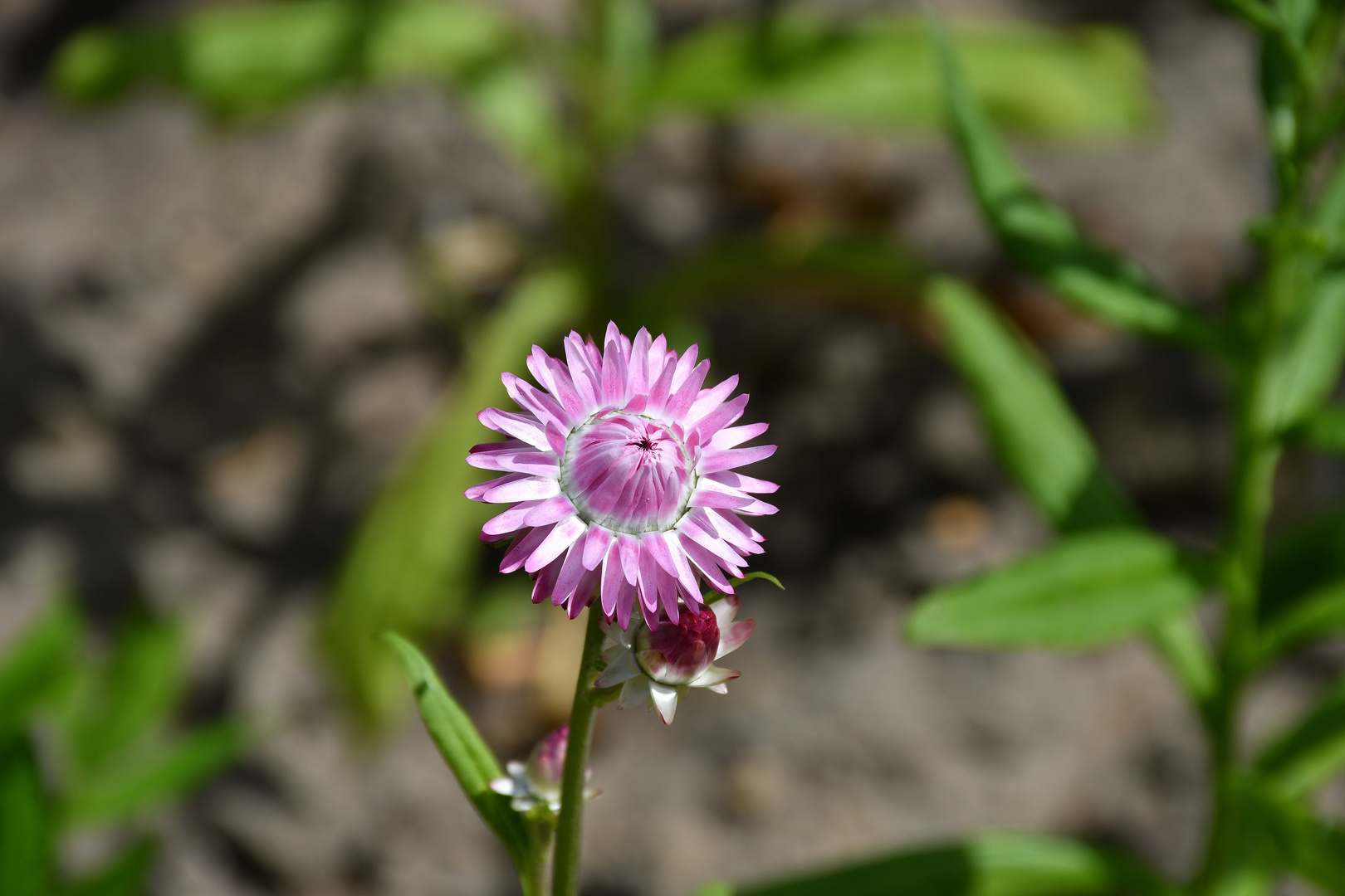 Ich bin die Schönste im Botanischen Garten.