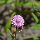 Ich bin die Schönste im Botanischen Garten.