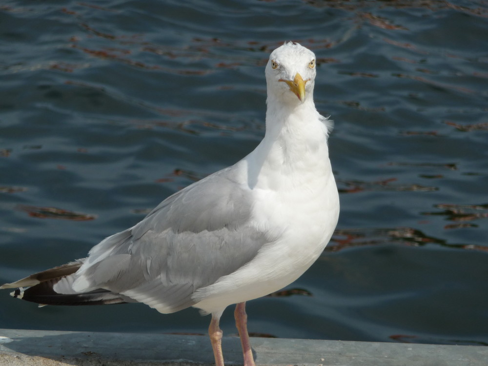 Ich bin die schönste Möwe