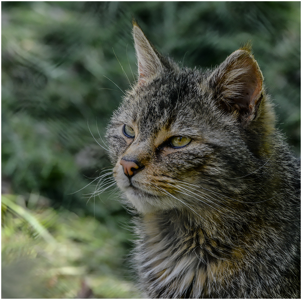 Ich bin die wilde Katze !