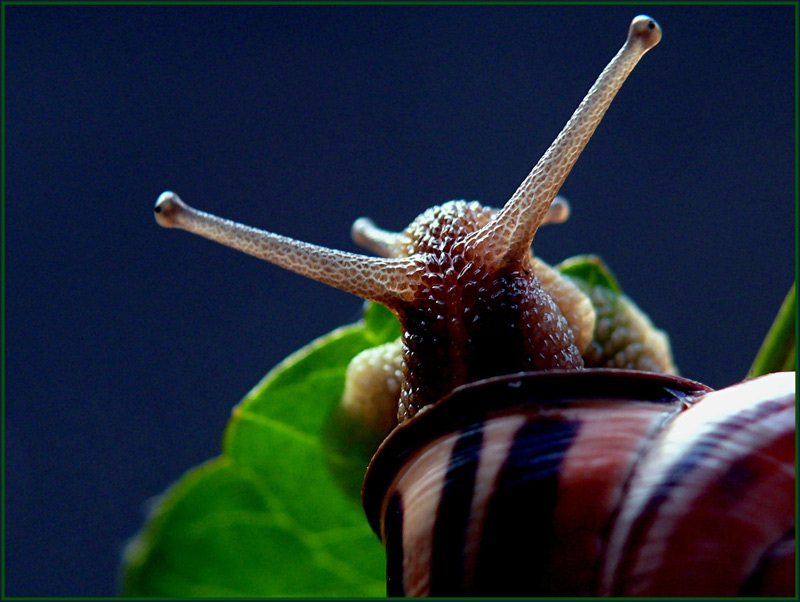 Ich bin doch nur eine Schnecke