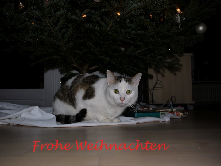 Ich bin doch wohl das schönste Geschenk unterm Tannenbaum, oder?