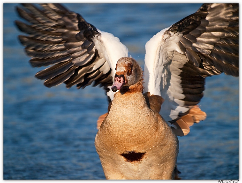 Ich bin ein Adler, ich bin ein Adler...