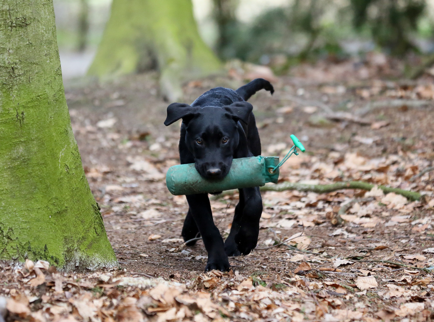 ich bin ein Apportierhund