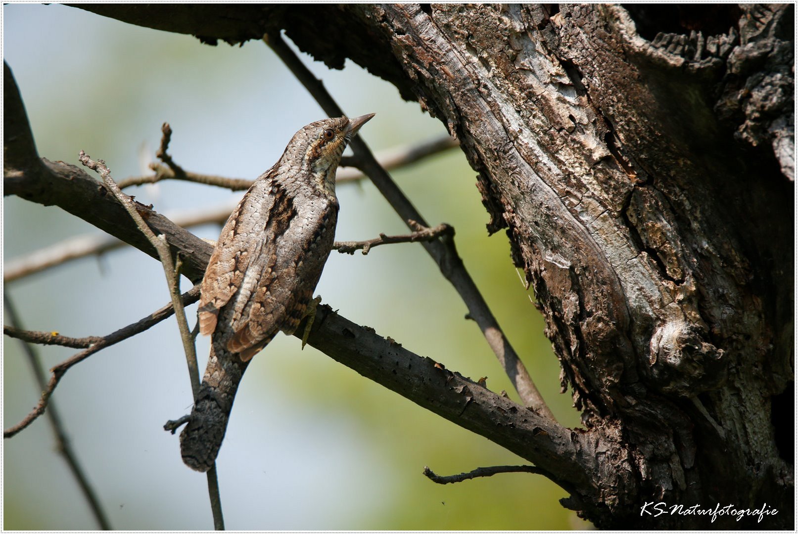 Ich bin ein AST ... I´m a BRANCH!!