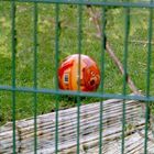 Ich bin ein Ball, hol mich hier raus...