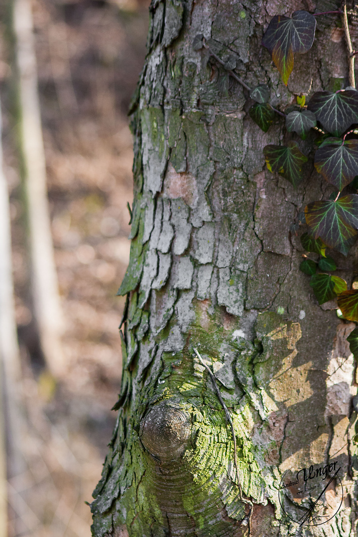 Ich bin ein Baum und habe auch Schuppen