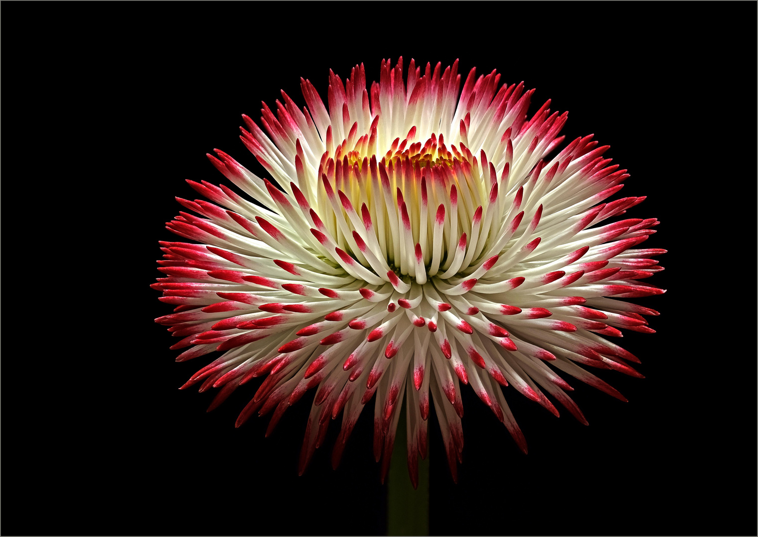 Ich bin ein Bellis Habanera weiß mit roten Spitzen  - ( Stacking Bild )    