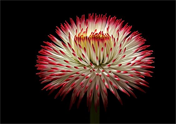 Ich bin ein Bellis Habanera weiß mit roten Spitzen  - ( Stacking Bild )    