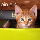 Ich bin ein (B)engel!