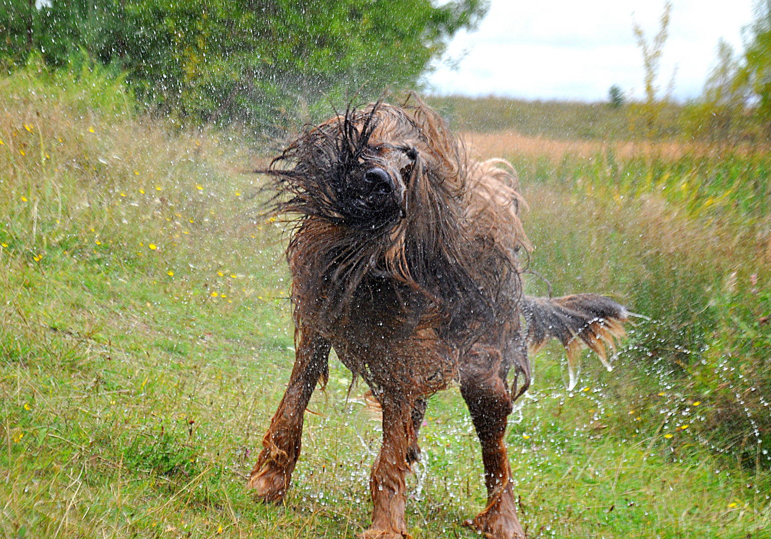 Ich bin ein Briard . . . wirklich ! ! !