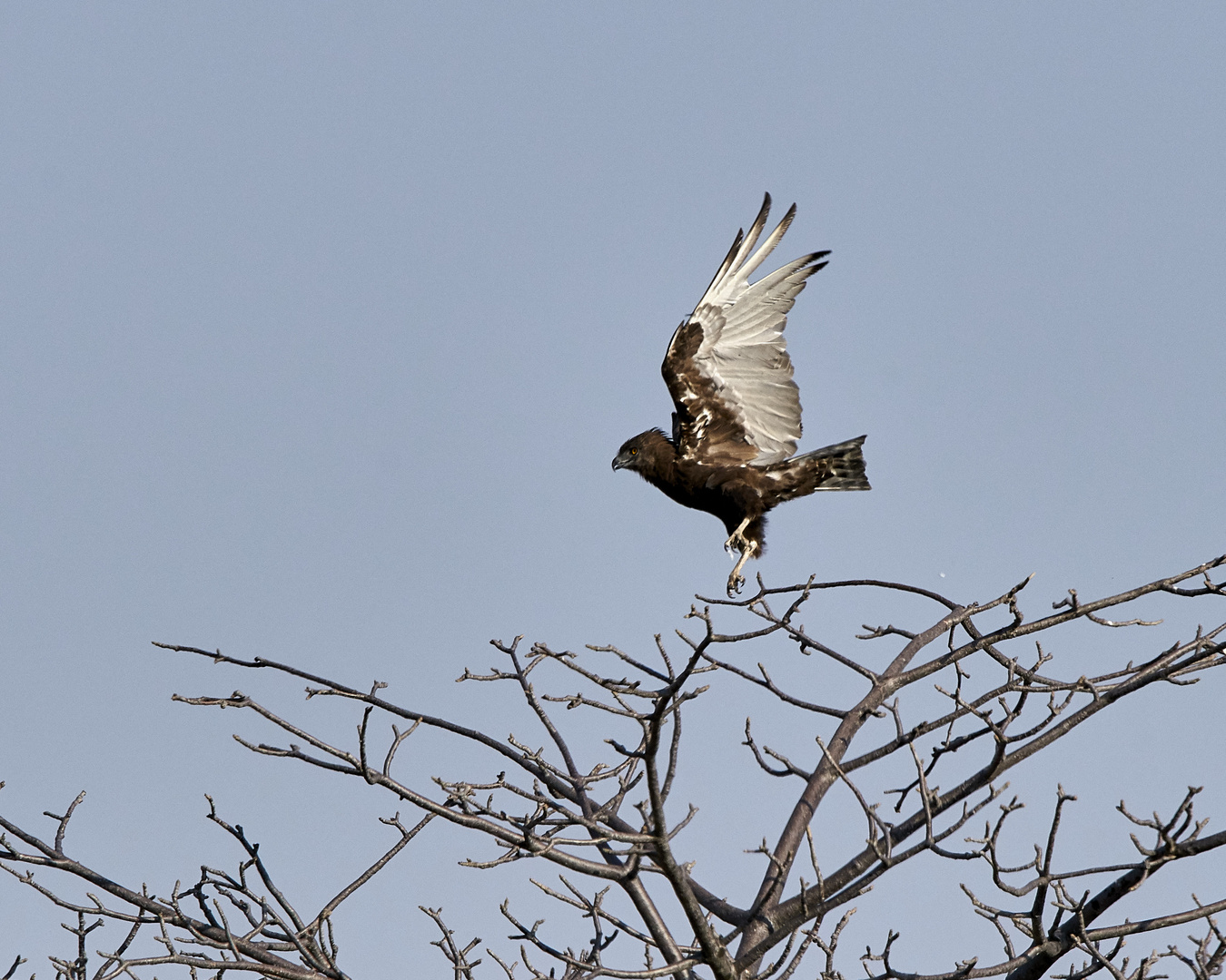 ich bin ein Brown Snake-Eagle