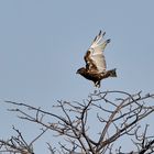 ich bin ein Brown Snake-Eagle