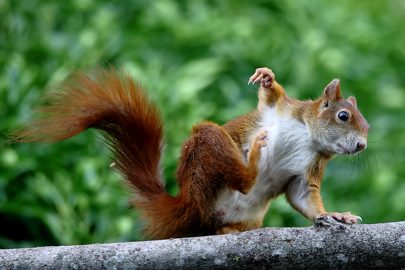 Ich bin ein Bube  - Eichhörnchen (Sciurus vulgaris)