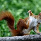 Ich bin ein Bube  - Eichhörnchen (Sciurus vulgaris)