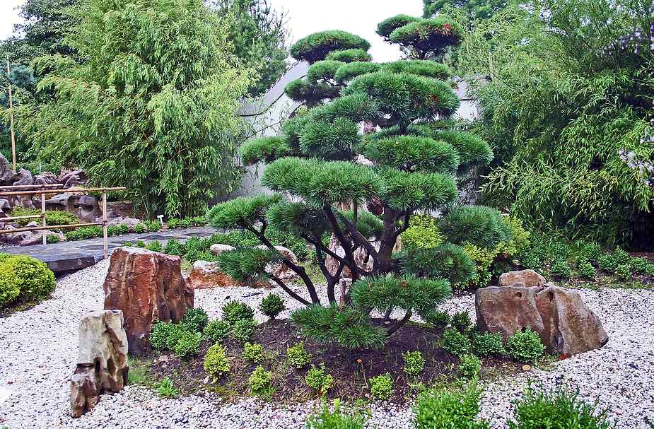 ich bin ein chinesescher baum und steh im arboretun in ellerhoop so rum