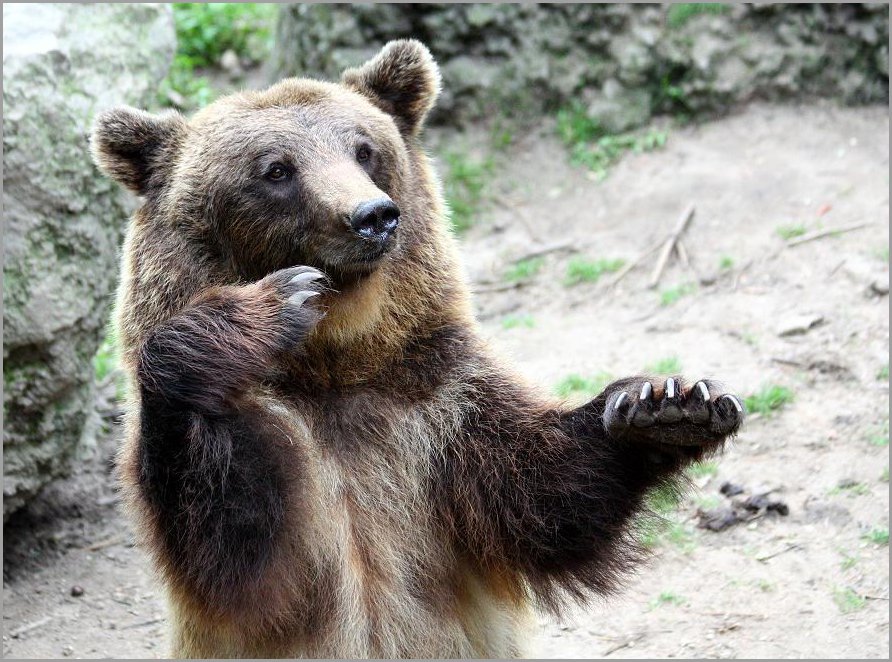 Ich bin ein dicker Tanzbär....