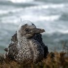 Ich bin ein echter Helgoländer, basta!  Junger Basstölpel (Morus bassanus) auf Helgoland