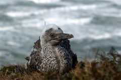 Ich bin ein echter Helgoländer, basta!  Junger Basstölpel (Morus bassanus) auf Helgoland