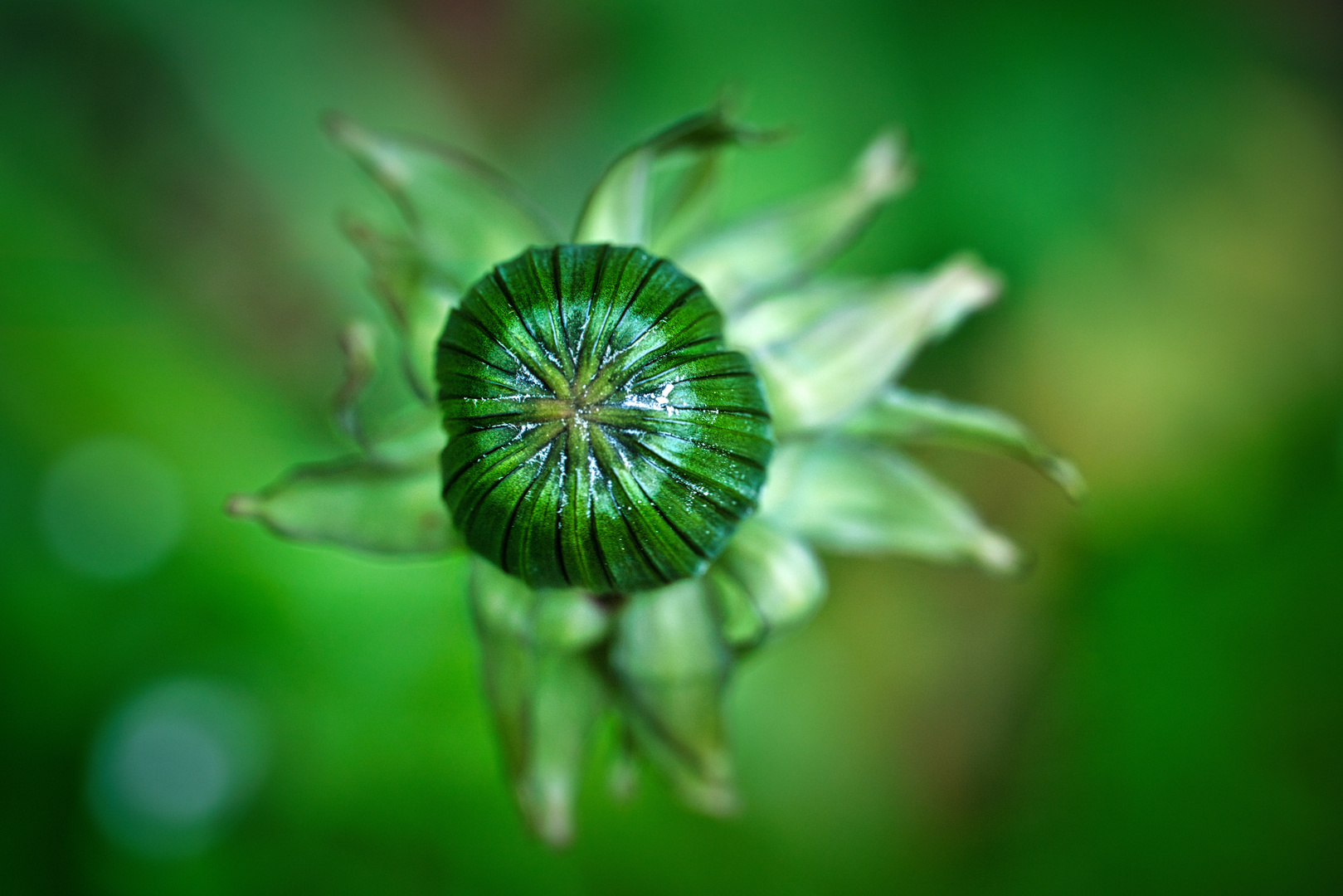 Ich bin ein Edelweiss ...